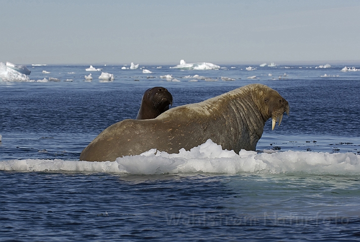 WAH006143P.jpg - Hvalros (Walrus) Svalbard