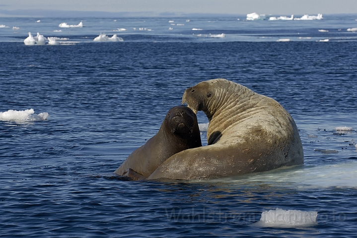 WAH006144.jpg - Hvalros (Walrus) Svalbard