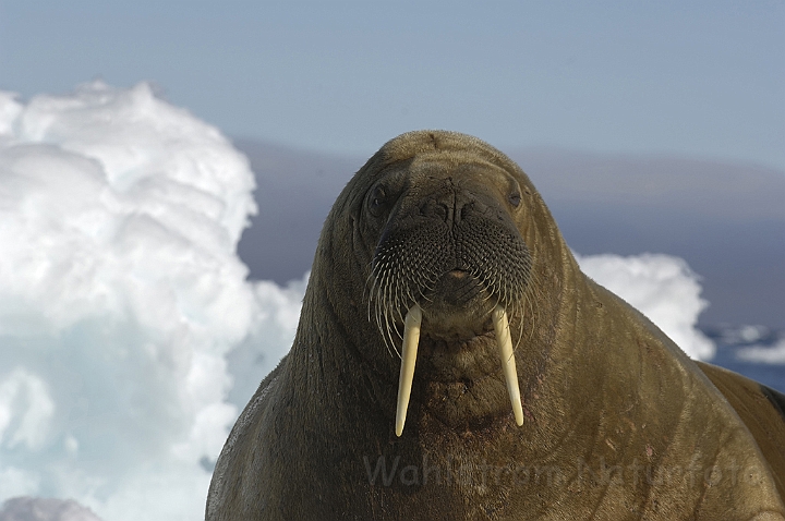 WAH006156P.jpg - Hvalros (Walrus) Svalbard