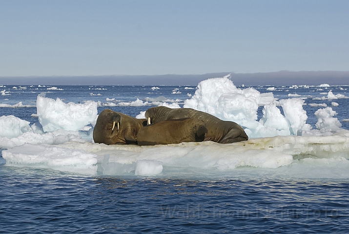 WAH006178.jpg - Hvalros (Walrus) Svalbard