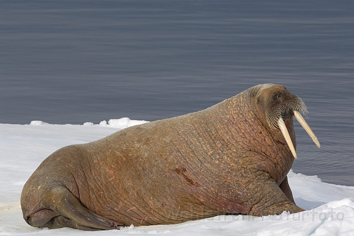 WAH007923.jpg - Hvalros (Walrus), Svalbard