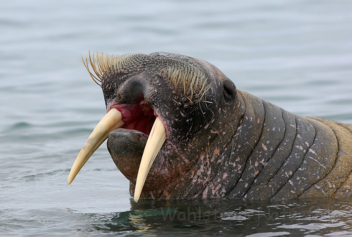 WAH007940.jpg - Hvalros (Walrus), Svalbard