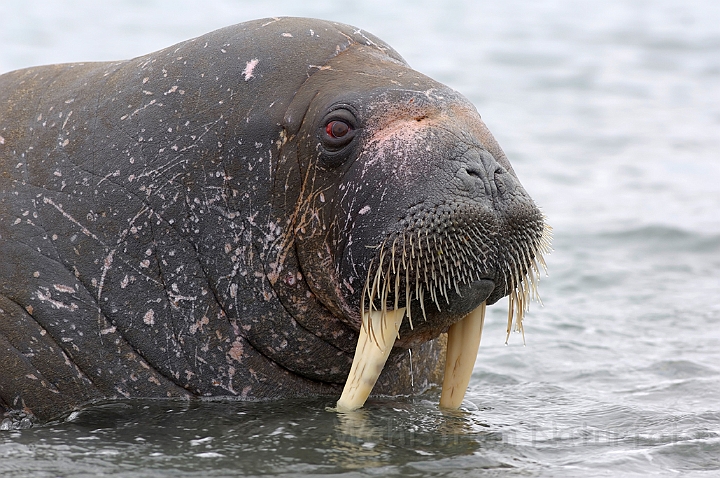 WAH007941.jpg - Hvalros (Walrus), Svalbard