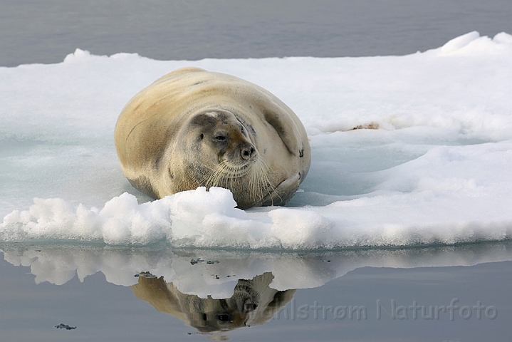 WAH008055.jpg - Remmesæl (Bearded Seal), Svalbard