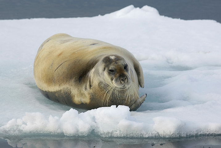 WAH008058.jpg - Remmesæl (Bearded Seal), Svalbard