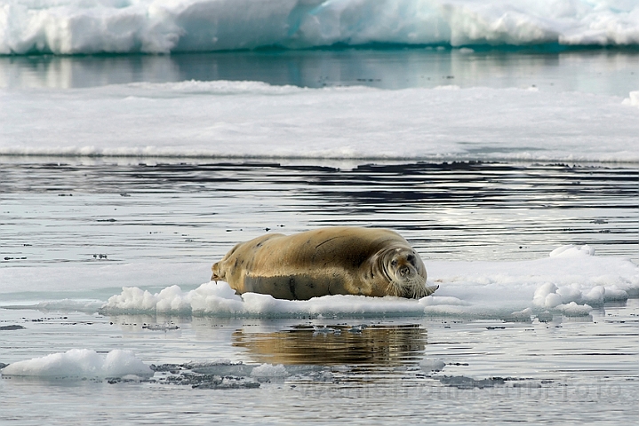 WAH008059.jpg - Remmesæl (Bearded Seal), Svalbard