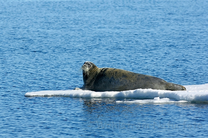 WAH008060.jpg - Remmesæl (Bearded Seal), Svalbard