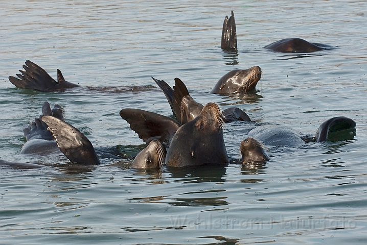 WAH020997.jpg - Califoniske søløver (California Sea Lions)