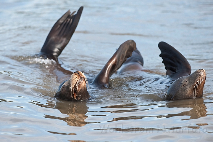 WAH021000.jpg - Califoniske søløver (California Sea Lions)