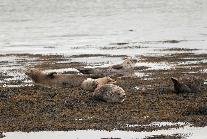 WAH011319.jpg - Spættede sæler (Common Seal)