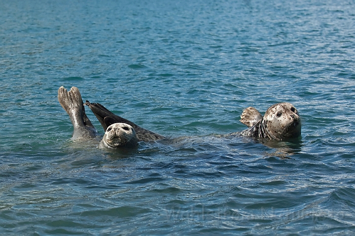 WAH014981.jpg - Spættede sæler (Common Seals)