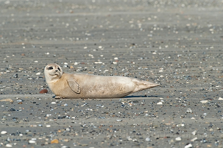 WAH018098.jpg - Spættet sæl (Harbour Seal)