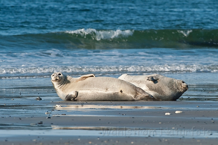 WAH018109.jpg - Spættede sæler (Harbour Seals)