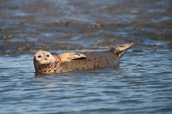 WAH020696.jpg - Spættet sæl (Harbour Seal)