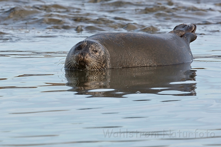 WAH020699.jpg - Spættet sæl (Harbour Seal)