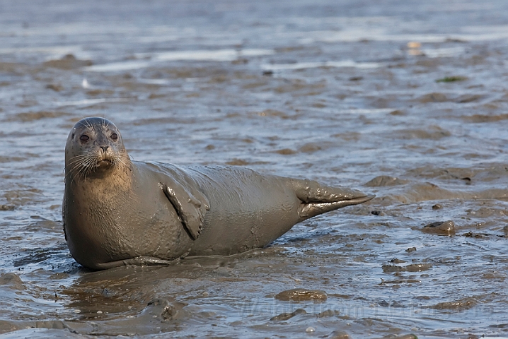 WAH020704.jpg - Spættet sæl (Harbour Seal)