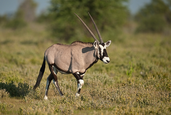 WAH021232.jpg - Gemsbok