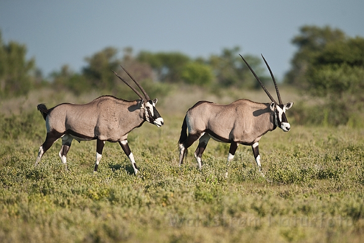 WAH021236.jpg - Gemsbok