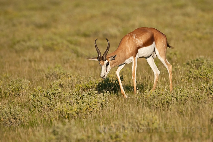 WAH021245.jpg - Springbuk (Springbuck)