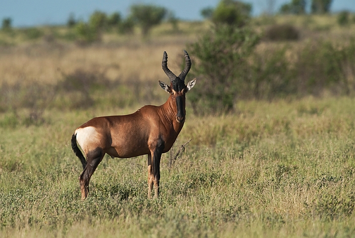 WAH021373.jpg - Rød hartebeest (Red Hartebeest)