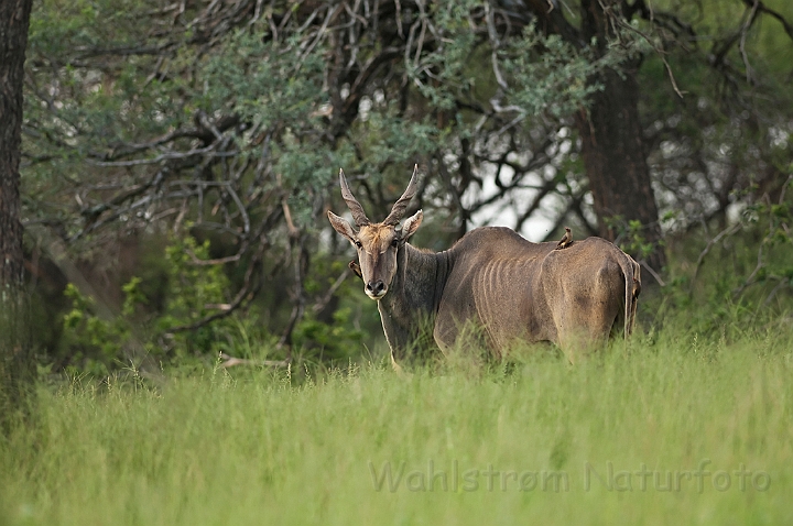 WAH021385.jpg - Cape Eland