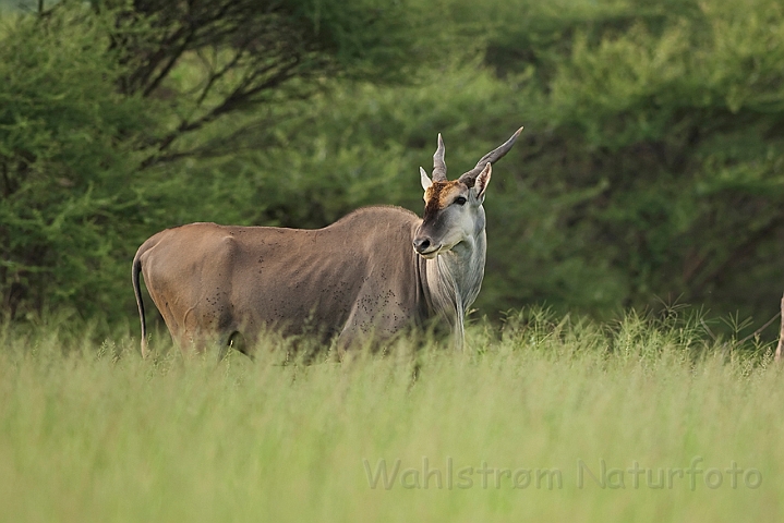 WAH021387.jpg - Cape Eland