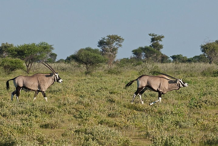 WAH021398.jpg - Gemsbok