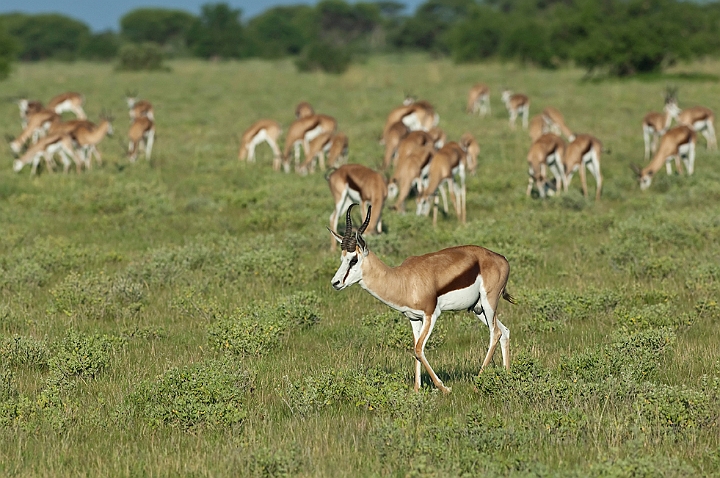 WAH021404.jpg - Springbuk (Springbuck)