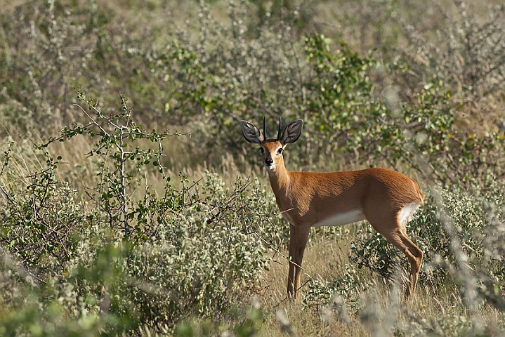 WAH021517.jpg - Stenbuk (Steenbok)