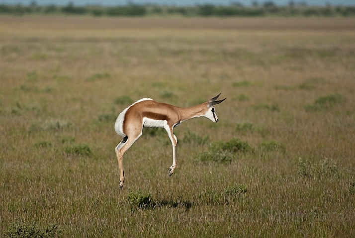 WAH021605.jpg - Springbuk (Springbuck)