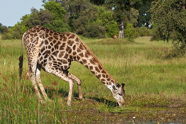 WAH021615.jpg - Sydlig giraf (Southern Giraffe)