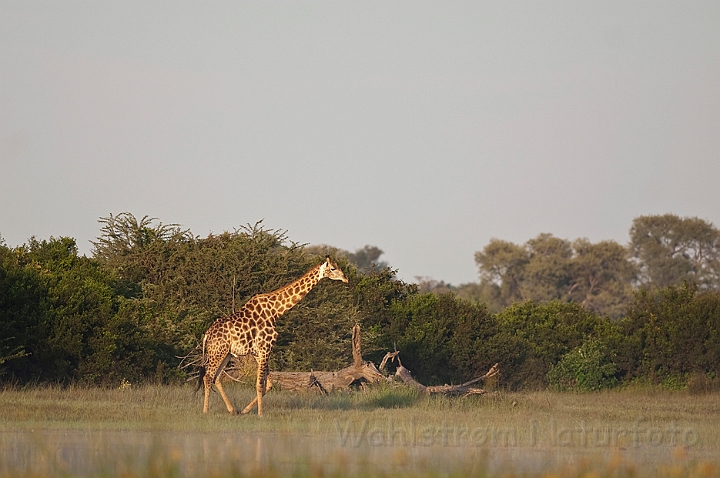 WAH021641.jpg - Sydlig giraf (Southern Giraffe)