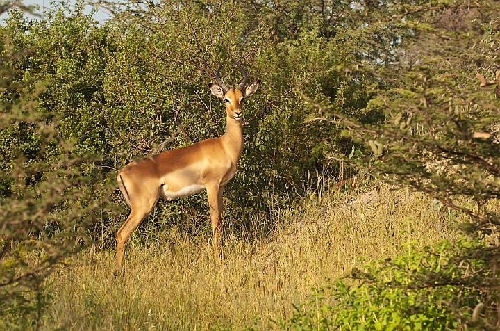 WAH021649.jpg - Impala