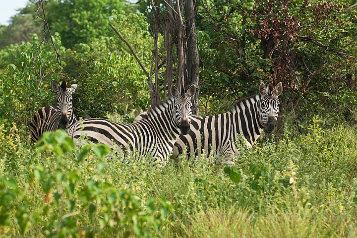 WAH021654.jpg - Burchells zebra (Burchell's Zebra)