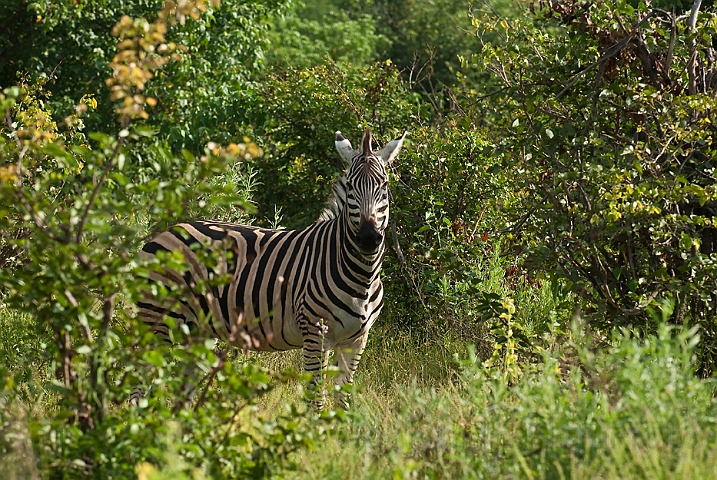 WAH021657.jpg - Burchells zebra (Burchell's Zebra)