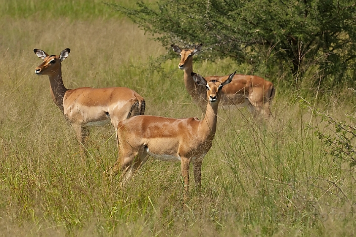 WAH021677.jpg - Impala