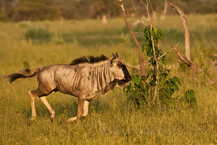 WAH021688.jpg - Gnu (Blue Wildebeest)