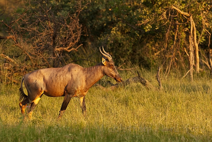 WAH021693.jpg - Tsessebe (Sassaby)