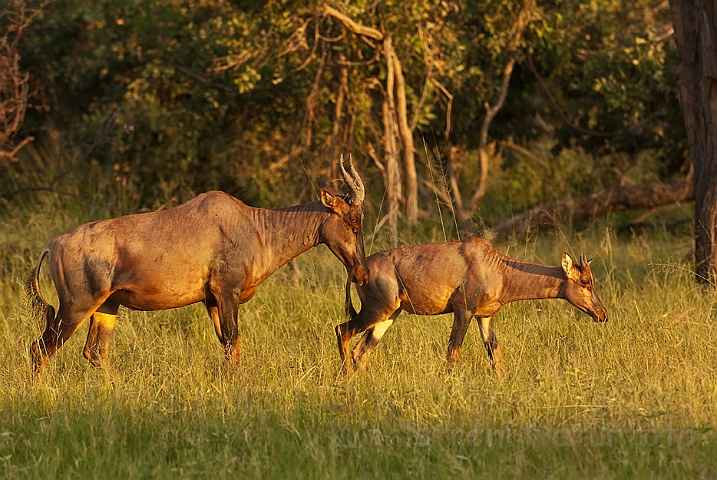 WAH021695.jpg - Tsessebe (Sassaby)