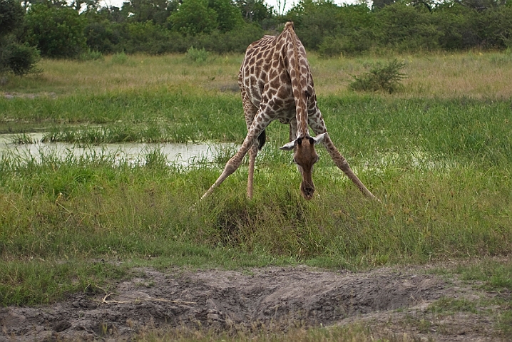 WAH021717.jpg - Sydlig giraf (Southern Giraffe)