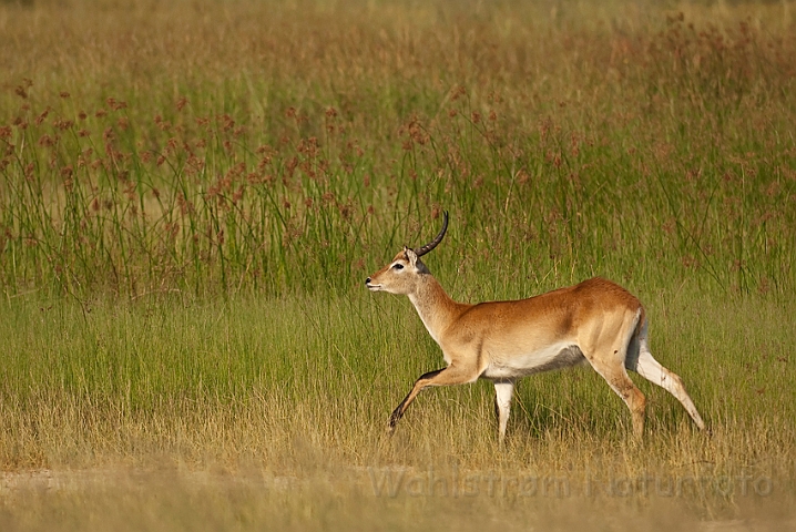 WAH021727.jpg - Rød lechwe (Red Lechwe)