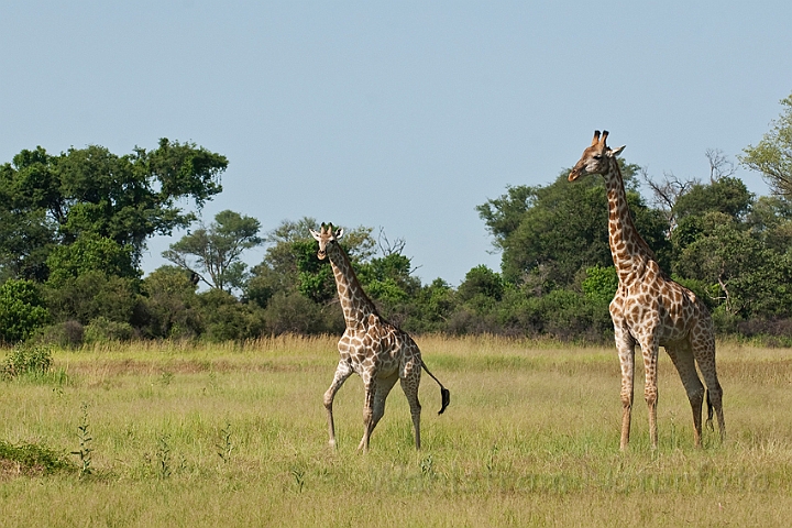 WAH021782.jpg - Sydlig giraf (Southern Giraffe)