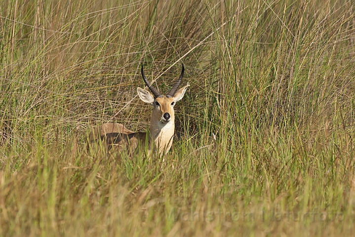 WAH021789.jpg - Almindelig rørbuk (Common Reedbuck)