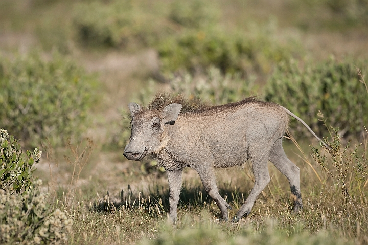 WAH021991.jpg - Vortesvin (Common Warthog)