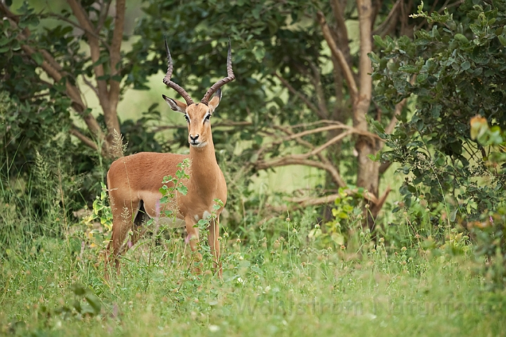 WAH022078.jpg - Impala