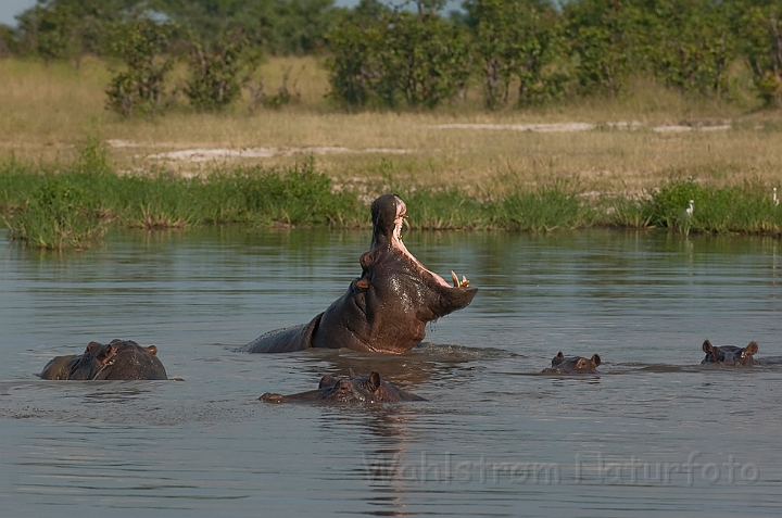 WAH022227.jpg - Flodheste (Hippopotamus)