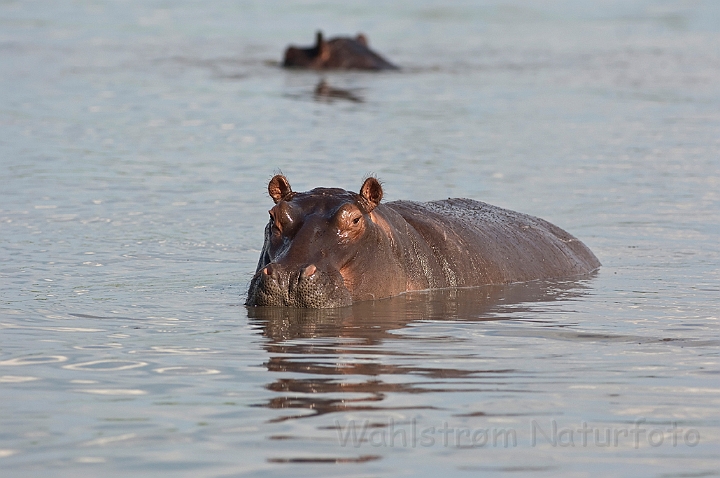 WAH022228.jpg - Flodhest (Hippopotamus)