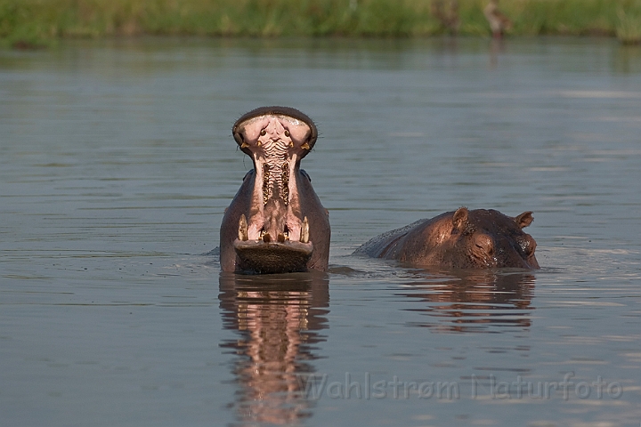 WAH022231.jpg - Flodheste (Hippopotamus)