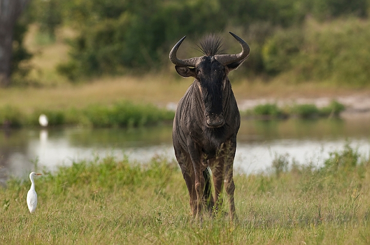 WAH022234.jpg - Gnu (Blue Wildebeest)