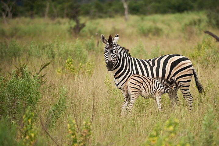 WAH022353.jpg - Burchells zebra (Burchell's Zebra)